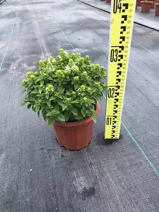 Ocimum basilicum, sweet basil, a container grown plant measured for height at the nursery