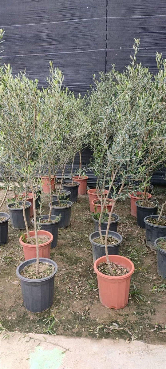 Olea europa