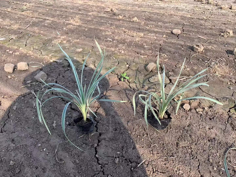 Ophiopogon intermedius
