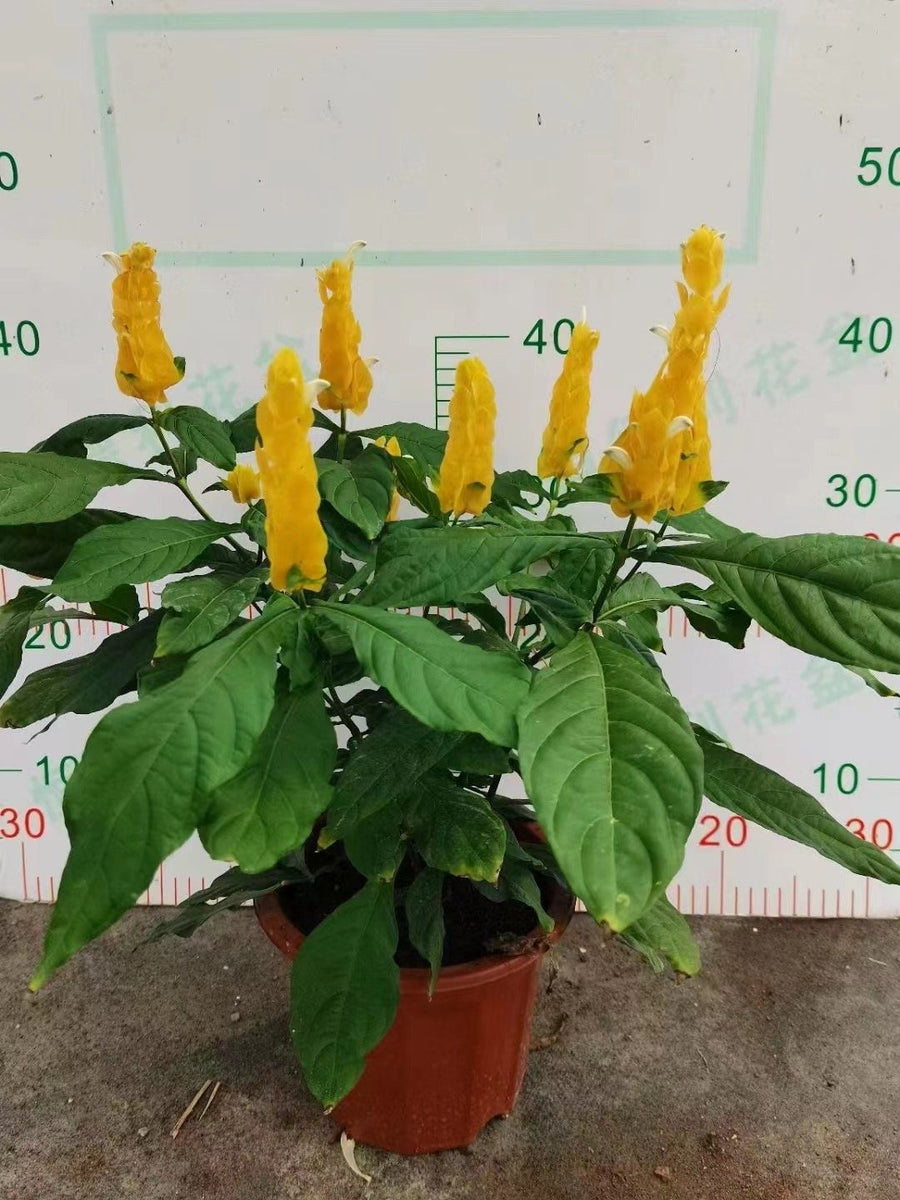 Pachystachys lutea
