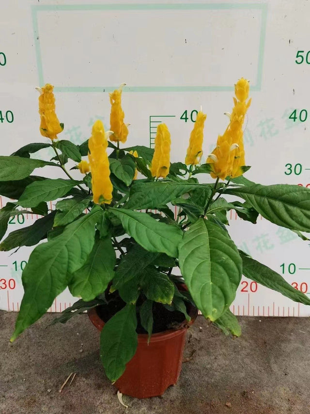 Pachystachys lutea
