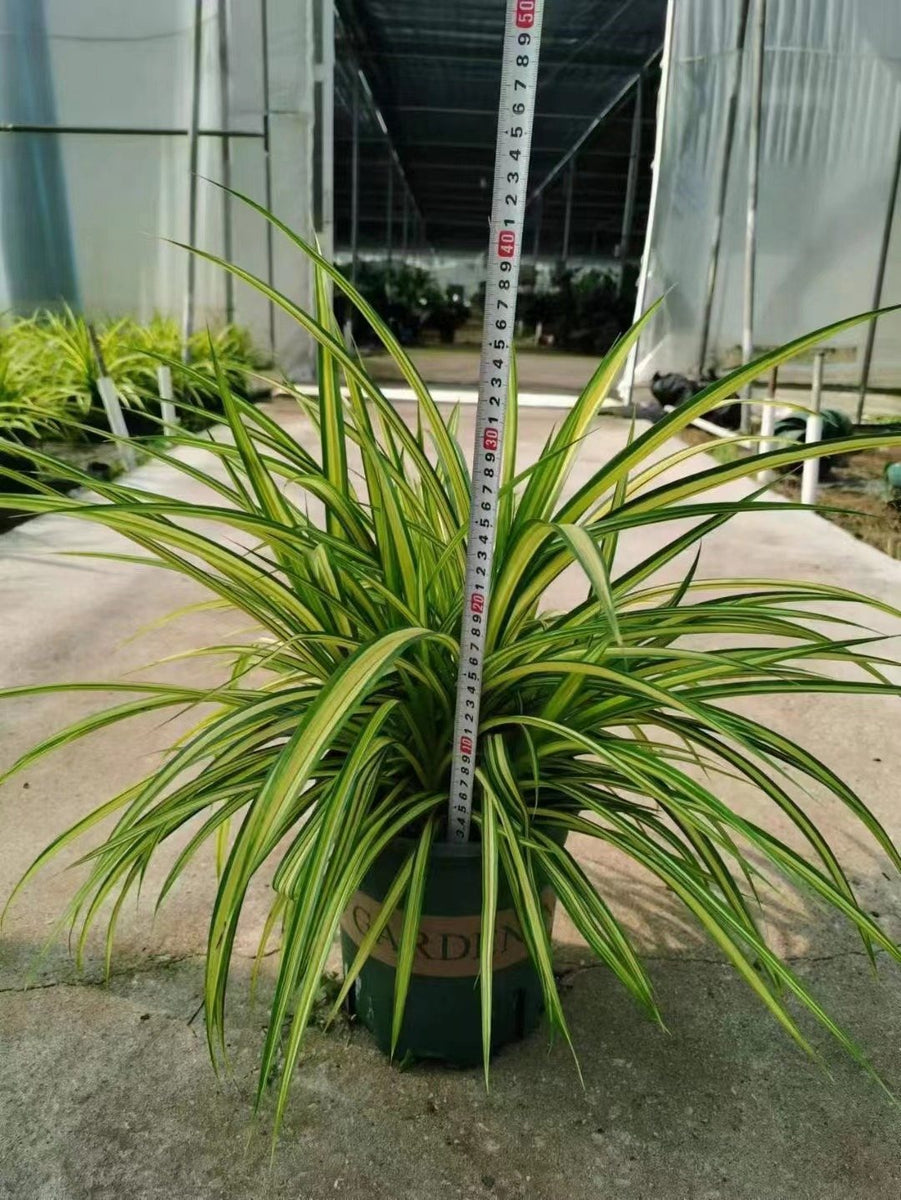 Pandanus baptstii