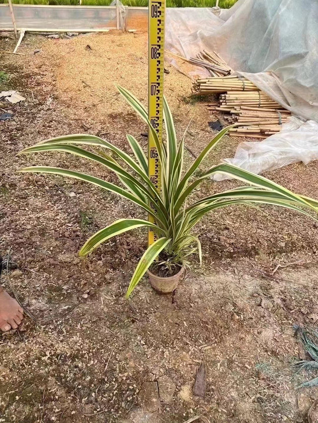 Pandanus varigata