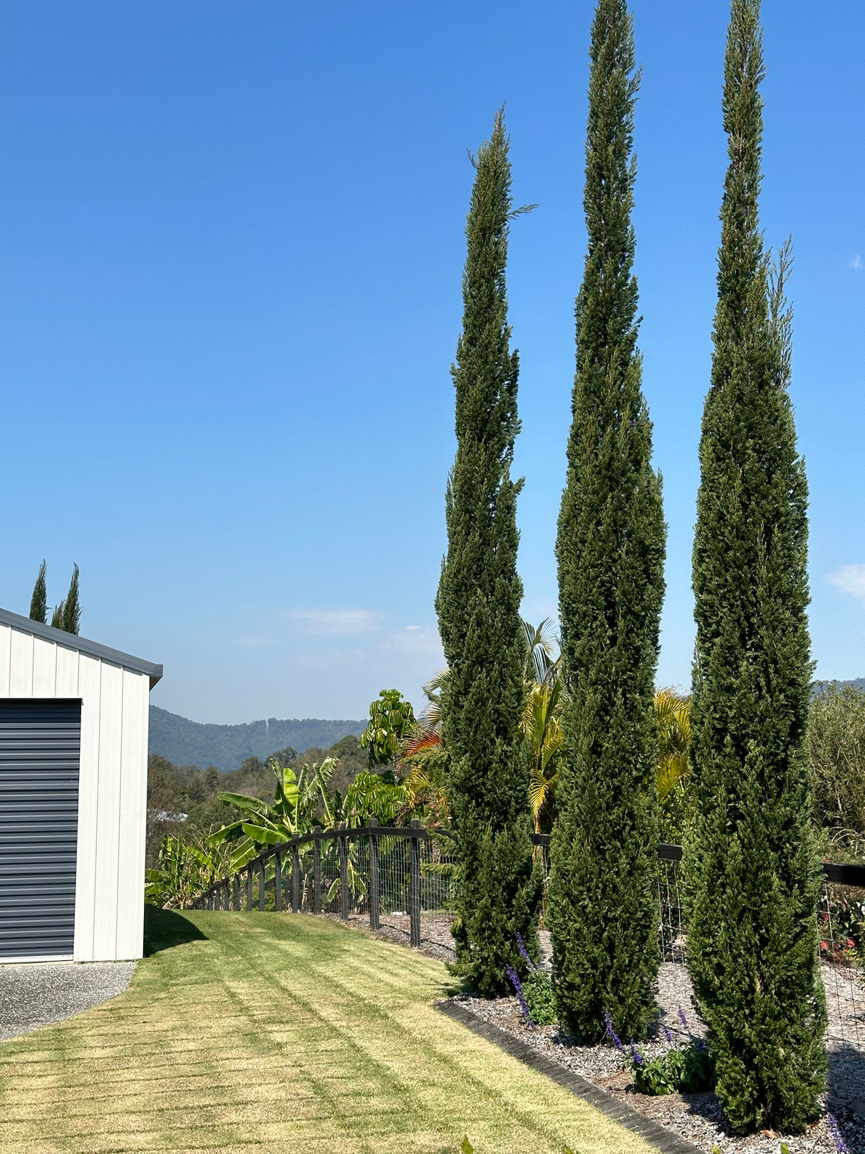 Cupressus sempervirens - Pencil Pine