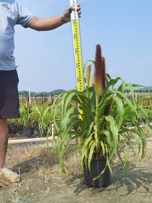 Pennisetum glaucum