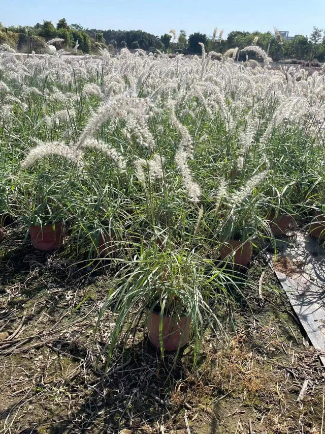 Pennisetum orientale