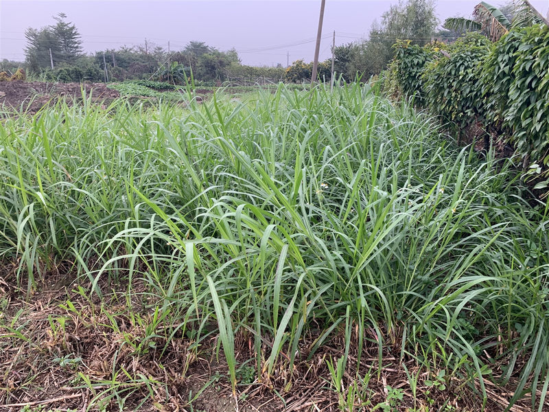 Pennisetum purpureum