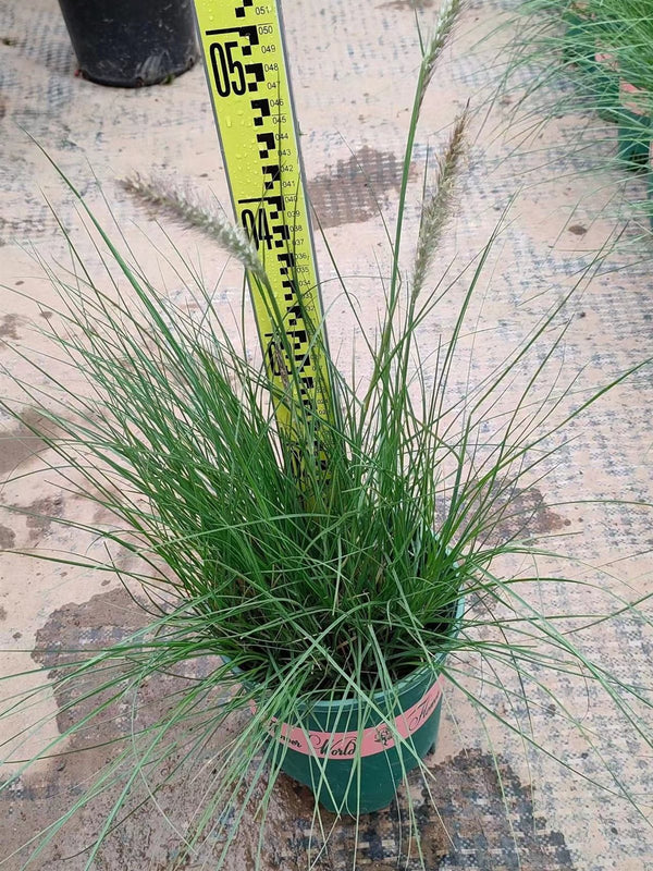 Pennisetum setaceum - Fountain Grass
