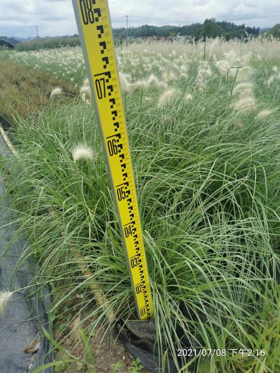 Pennisetum villosum