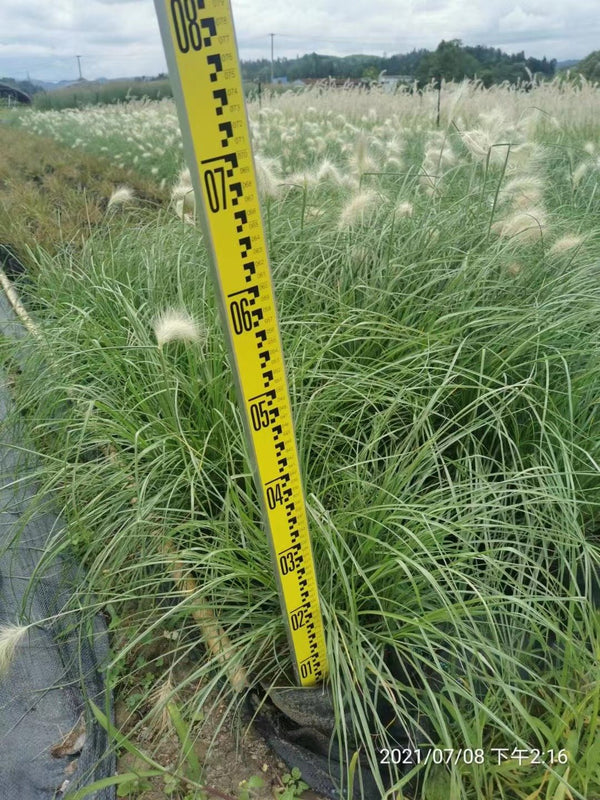 Pennisetum villosum