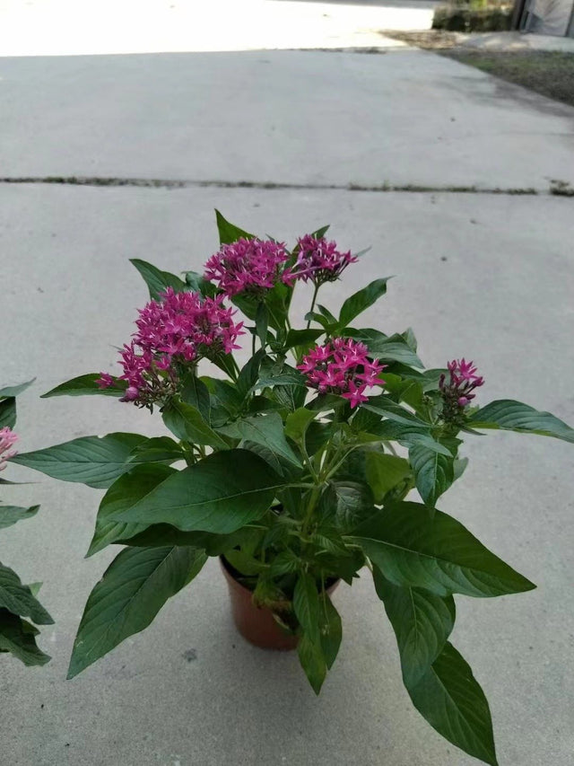 Pentas lanceolata