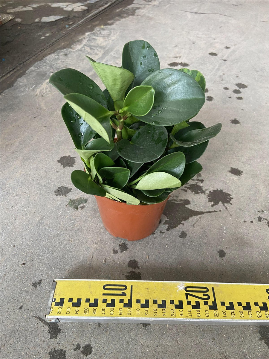 Peperomia vars