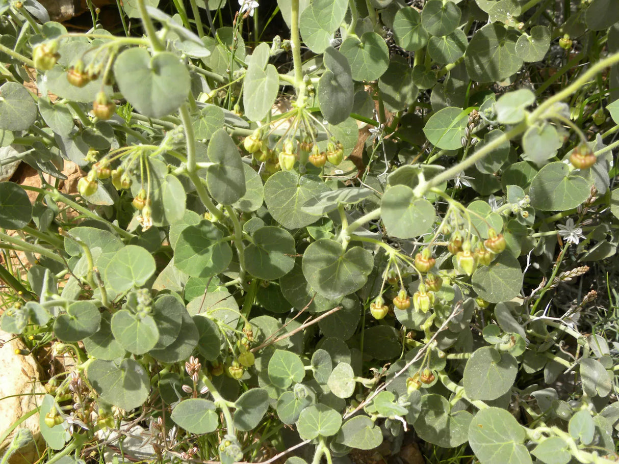 Pergularia tomentosa - Velvet Bush Vine