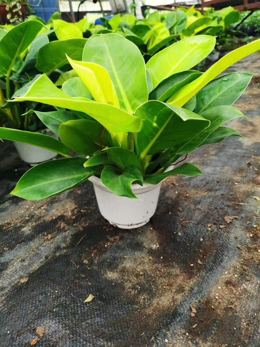 Philodendron imperial