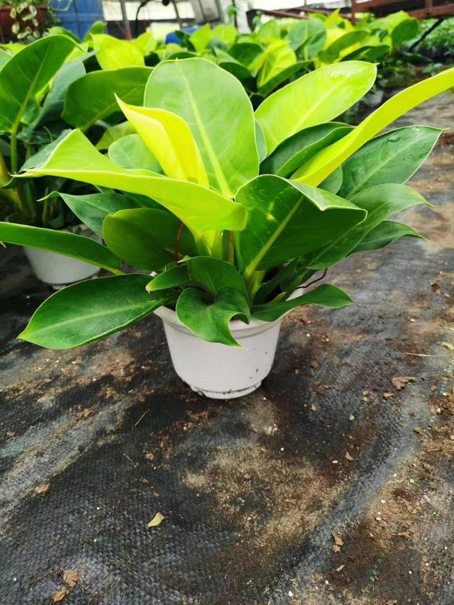 Philodendron imperial