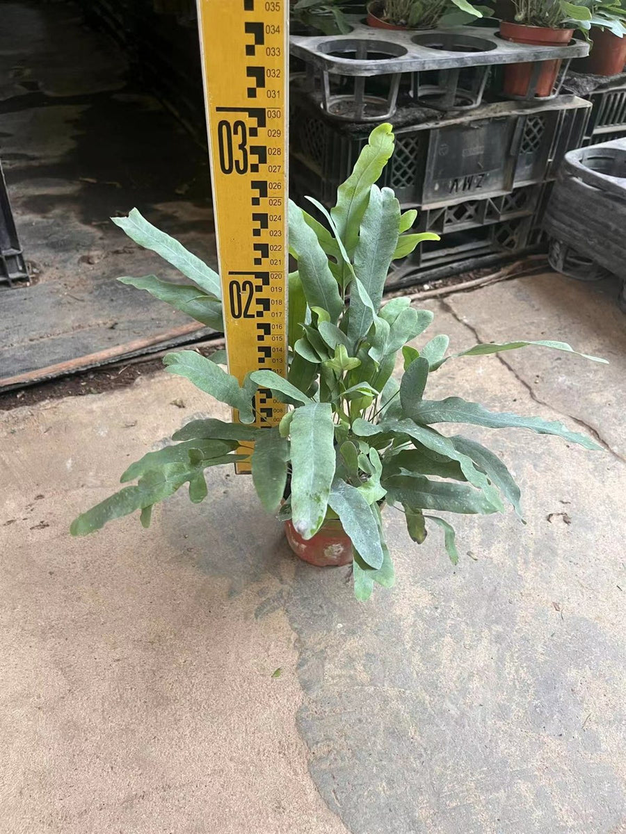 Phlebodium aureum
