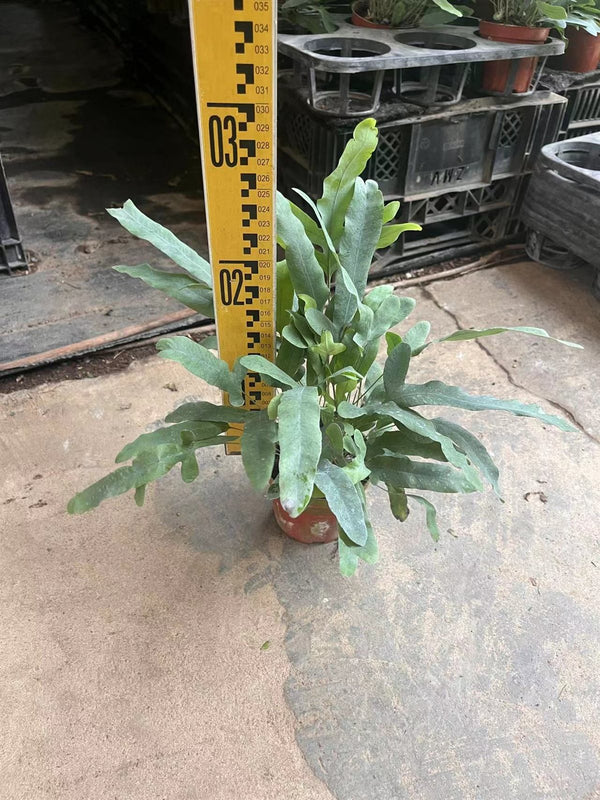 Phlebodium aureum