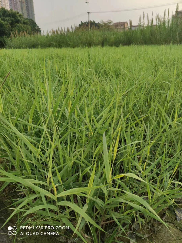 Phragmites australis