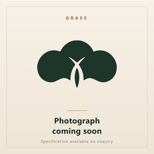 Phragmites australis. Ornatec International, photograph coming soon.