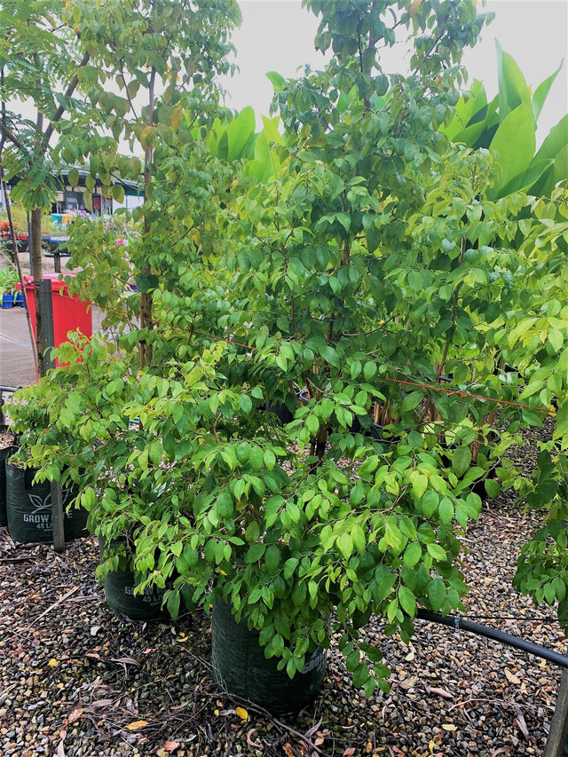 Phyllanthus cuscutiflorus