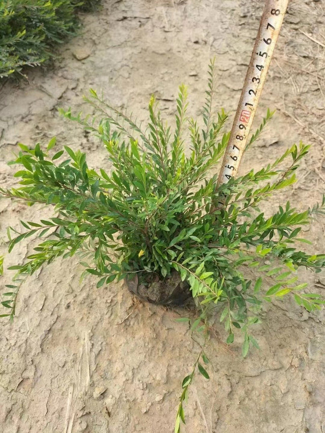 Phyllanthus myrtifolius