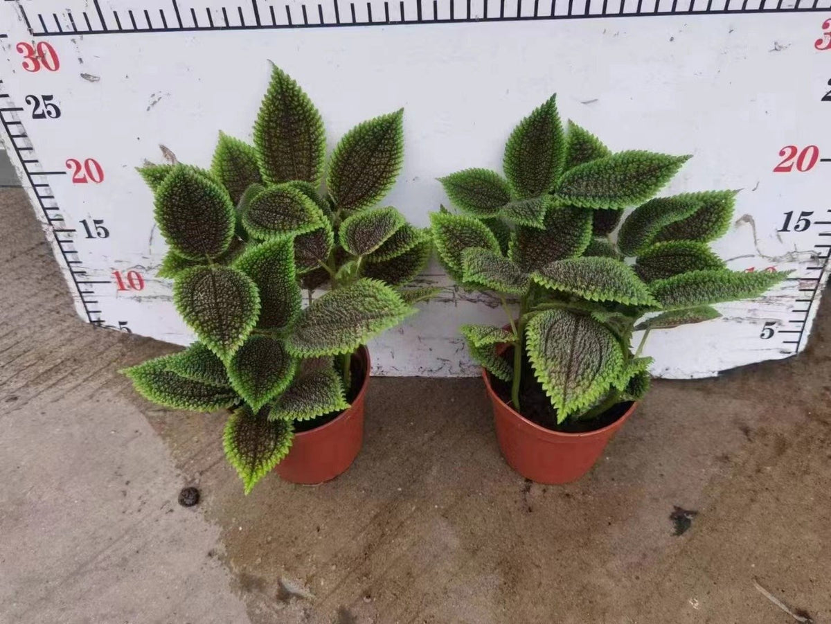Pilea nummulariifolia