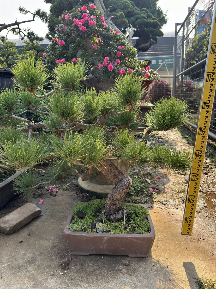 Pine l