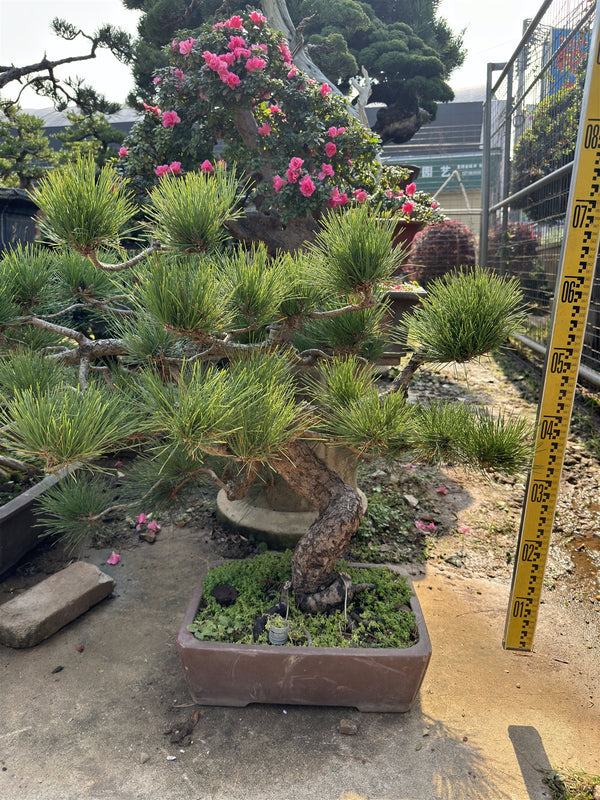 Pine l