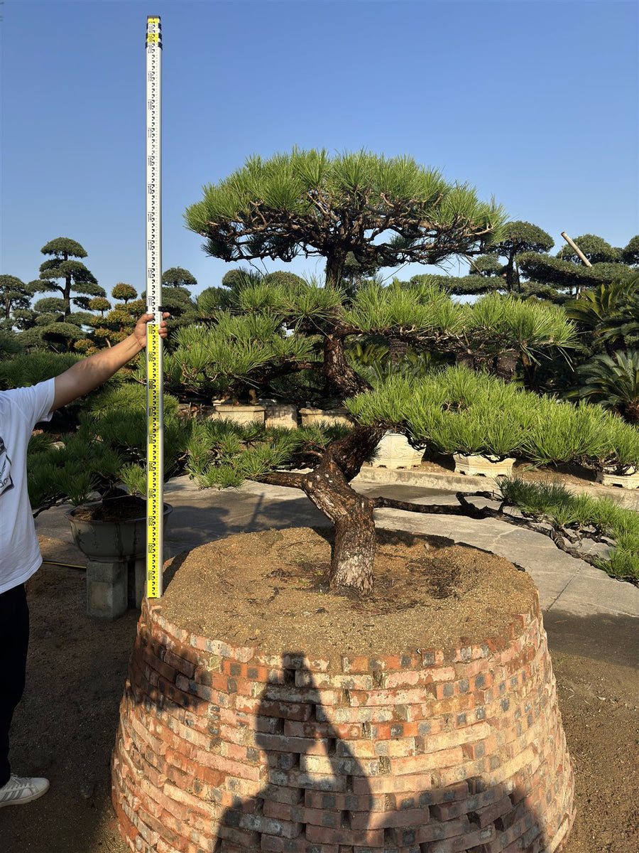 Pinus l