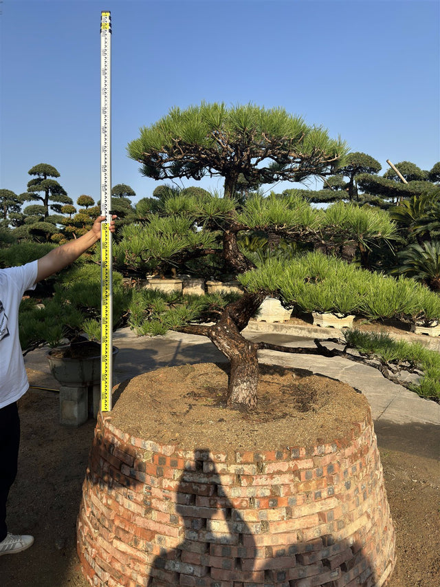 Pinus l