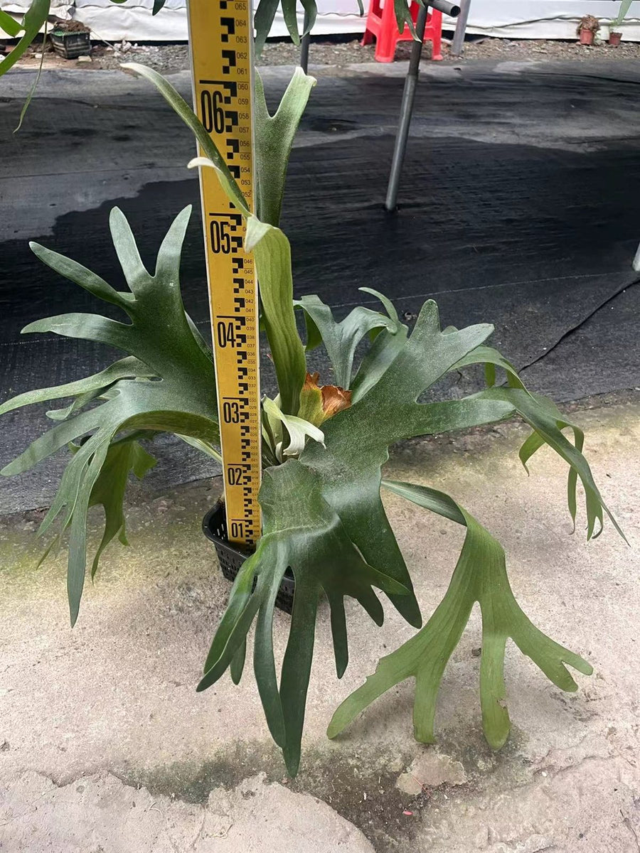 Platycerium wallichii