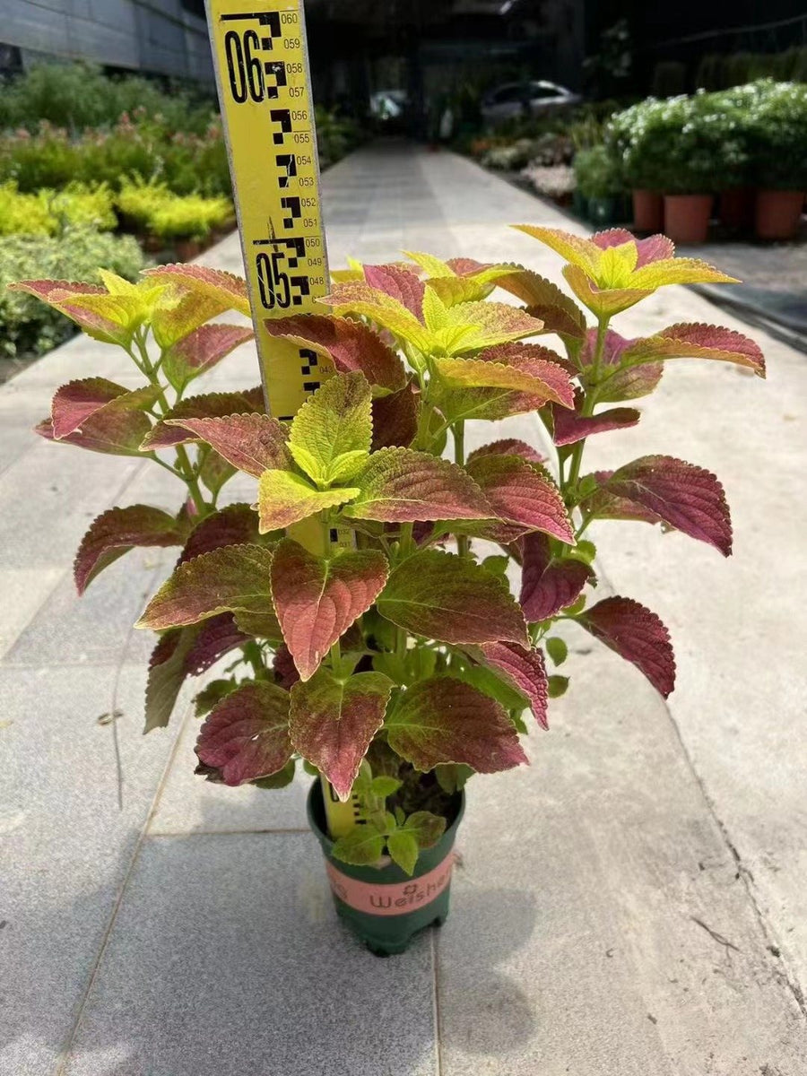 Plectranthus scutellarioides