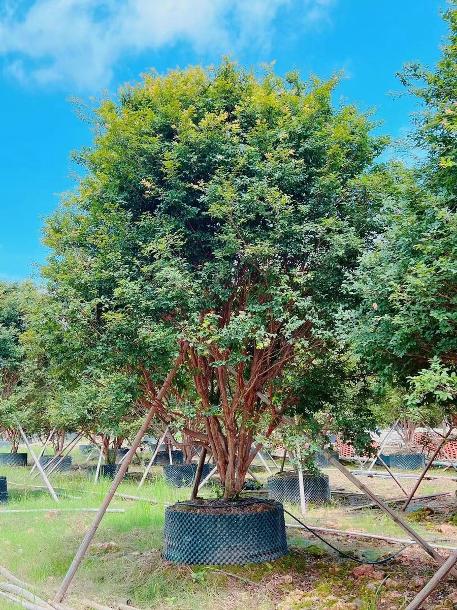 Plinia cauliflora