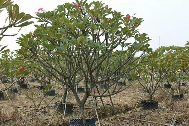 Plumeria acutifolia