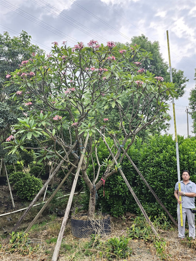 Plumeria pink