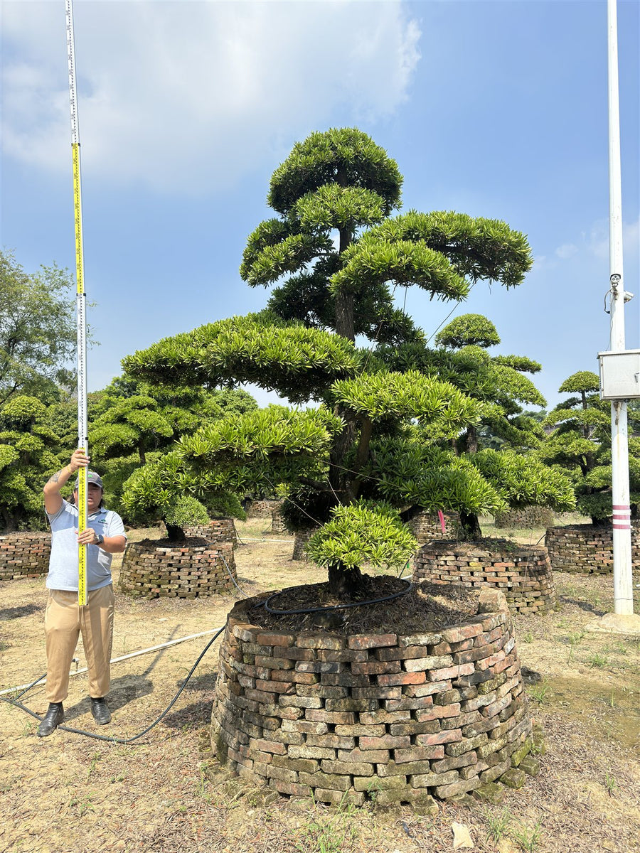 Podocarpus chinensis