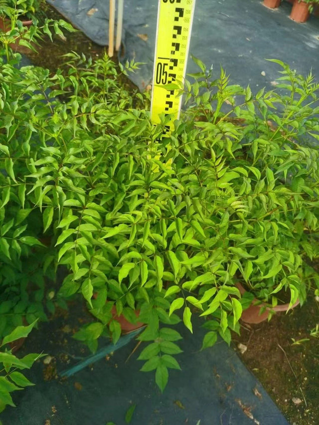 Podranea ricasoliana