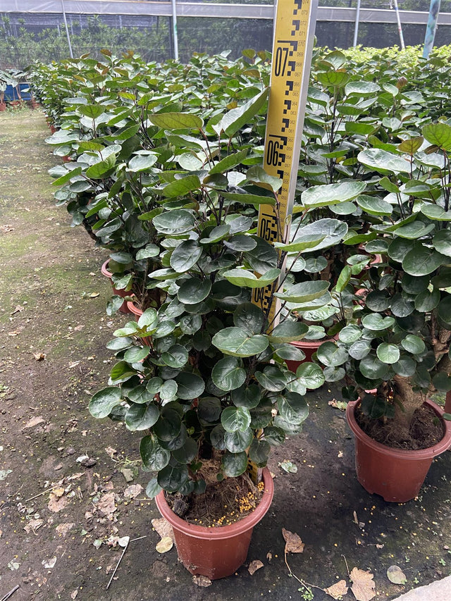 Polyscias