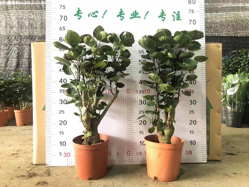 Polyscias guilfoylei