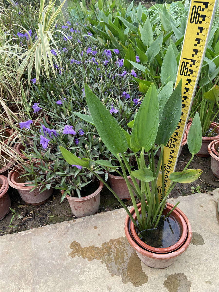 Pondederia lanceolata
