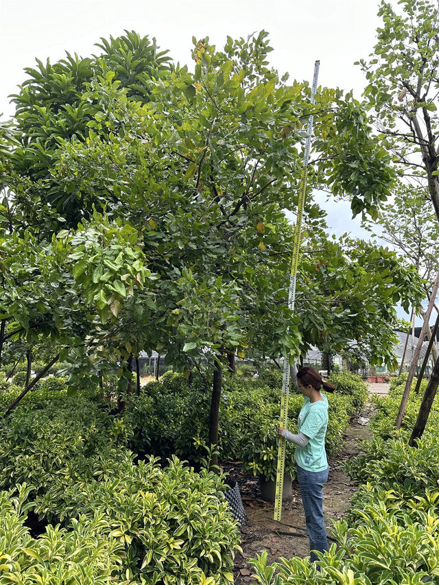 Pongamia glabra