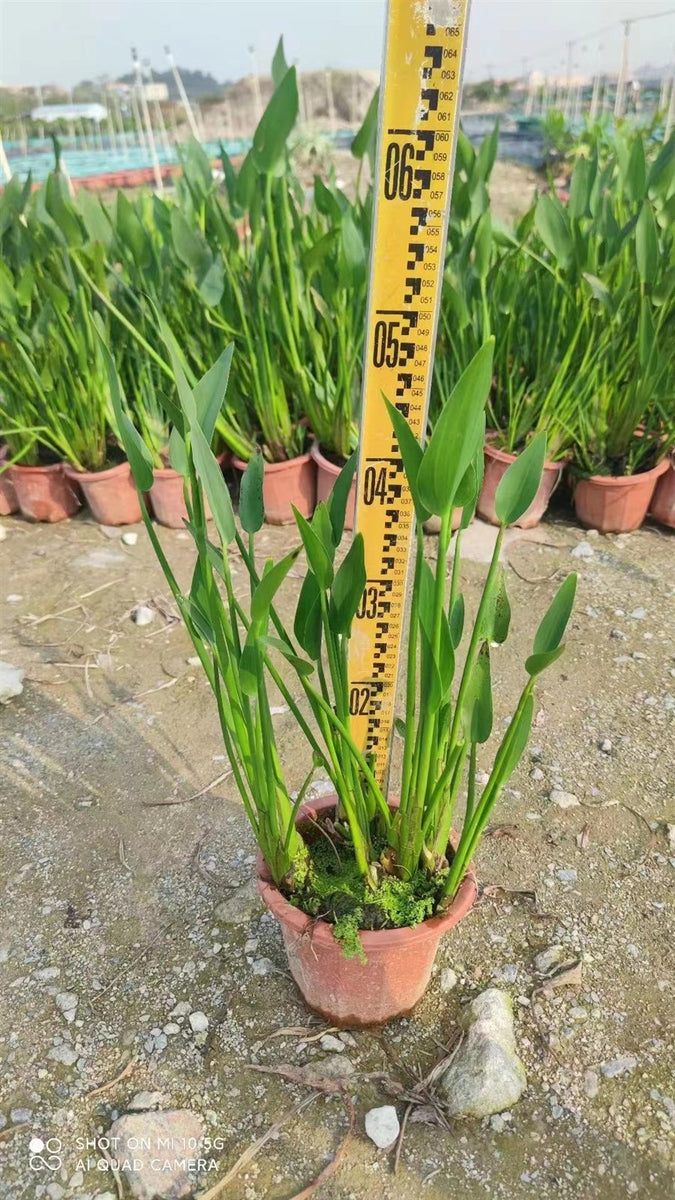 Pontederia cordata