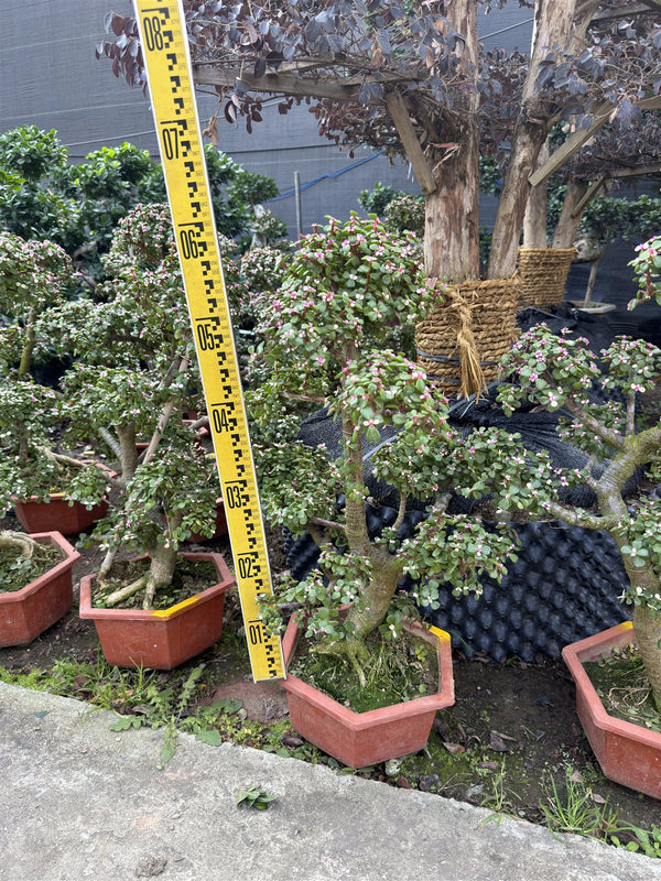 Portulacaria afra