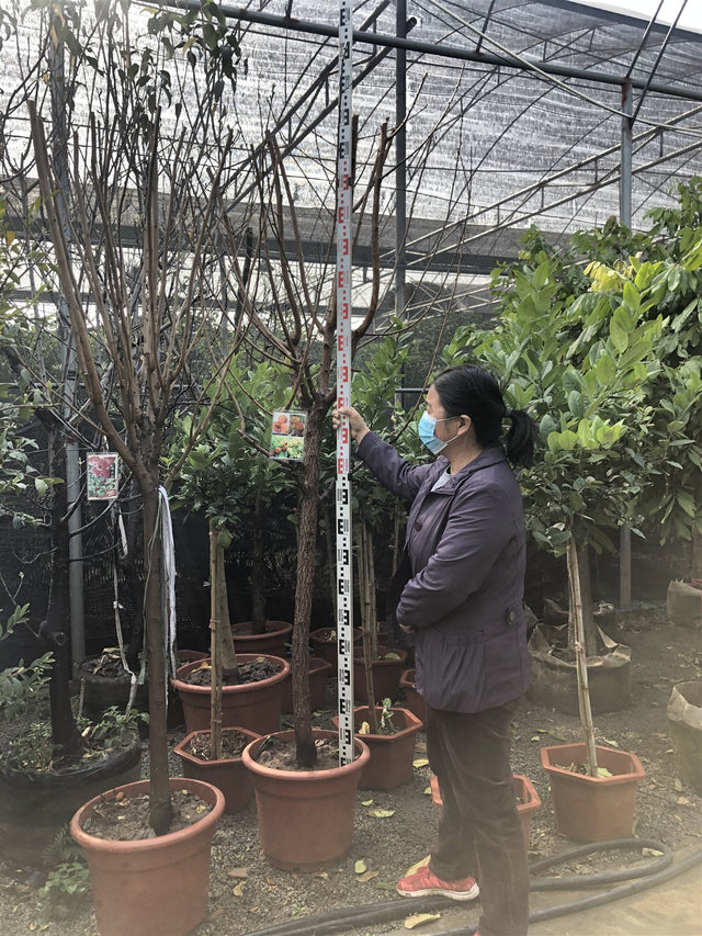 Prunus armeniaca