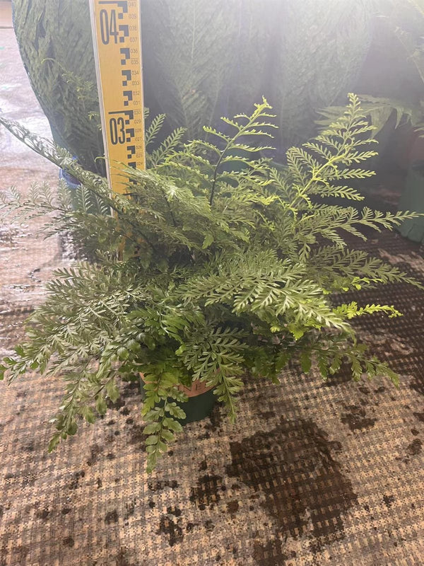 Pteridium aquilinum