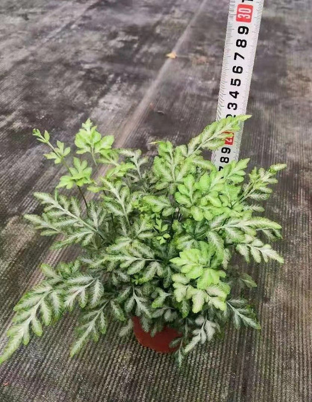 Pteris ensiformis