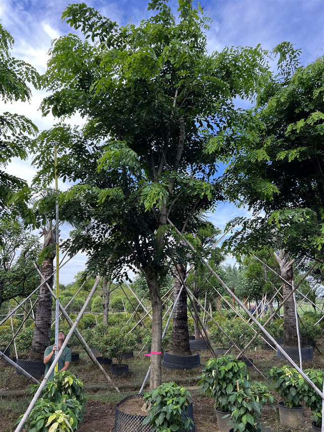 Pterocarpus indicus