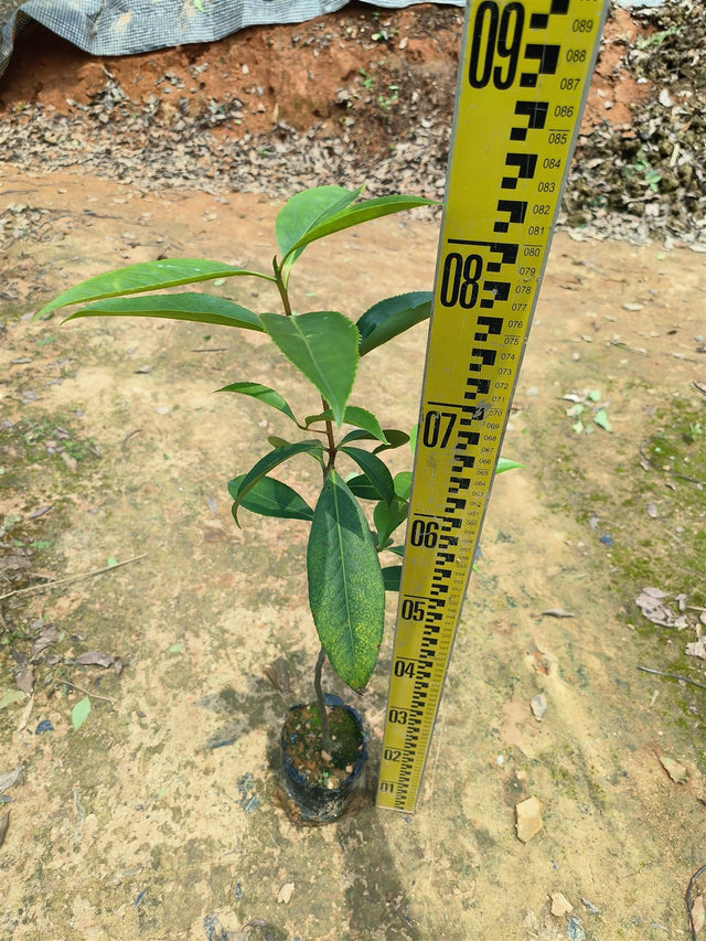 Pyrenaria spectabilis