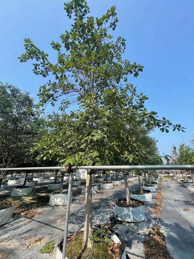 Quercus alba