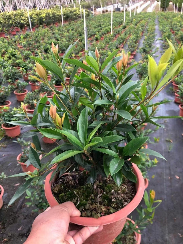 Rhaphiolepis indica, Indian hawthorn, a potted plant showing glossy leaves and red new growth